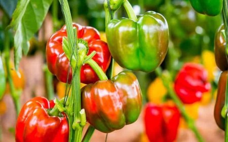 Meerut Agri Business in UPITS: पॉलीहाउस की शिमला मिर्च से शहद तक, यूपी इंटरनेशनल ट्रेड शो में चमका मेरठ का कृषि कारोबार