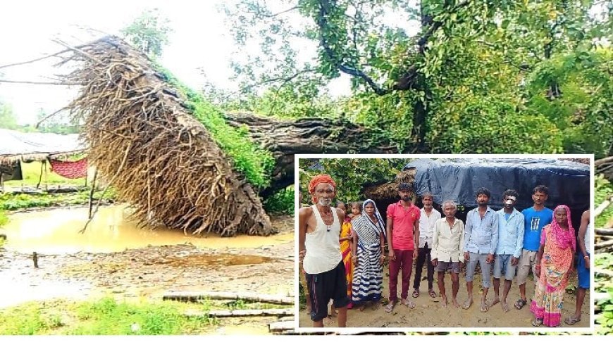 Sitapur News Today: मूसलाधार बारिश में दो घरों पर गिरा विशालकाय बरगद, एक घायल; मकान क्षतिग्रस्त