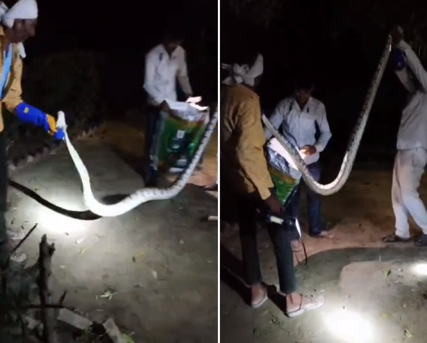 Sitapur News: नैमिषारण्य में निकला विशाल अजगर, सतर्कता से टला बड़ा हादसा 