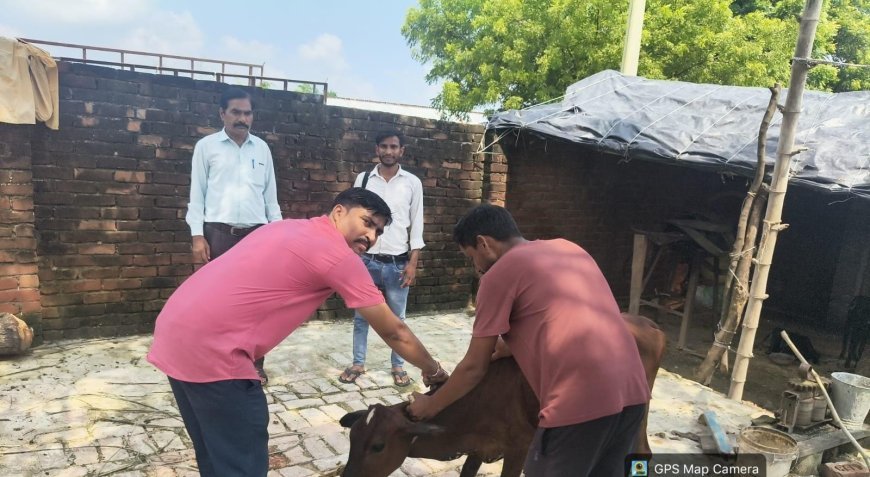 सीतापुर में लम्पी स्किन बीमारी को लेकर अलर्ट, पशुपालन विभाग ने जारी की सलाह