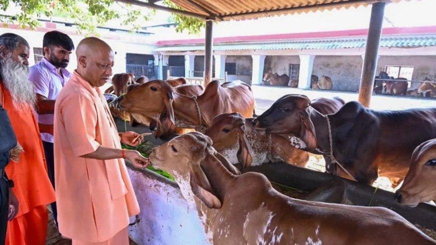 यूपी में गोवंश संरक्षण को नई रफ्तार: सीएम सहभागिता योजना से 93 हजार से अधिक परिवारों को मिला संबल