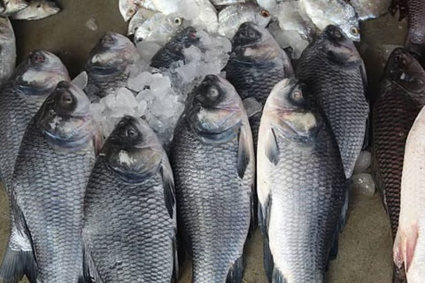 UP Fisheries News: पूर्वांचल में मछली पालन को लगेंगे आधुनिक पंख, योगी कैबिनेट ने वर्ल्डफिश के साथ एमओयू को दी मंजूरी
