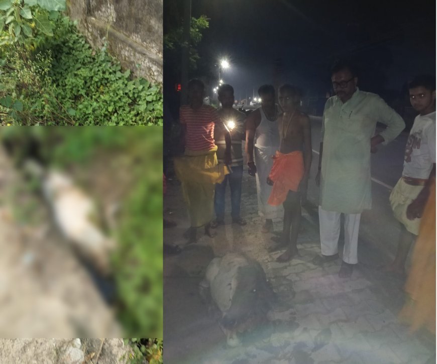 Naimisharanya News: नैमिषारण्य में गहरी नाली में फंसी बेसहारा गाय, गुरुकुल के छात्रों ने 4 घंटे बाद सकुशल निकाला बाहर