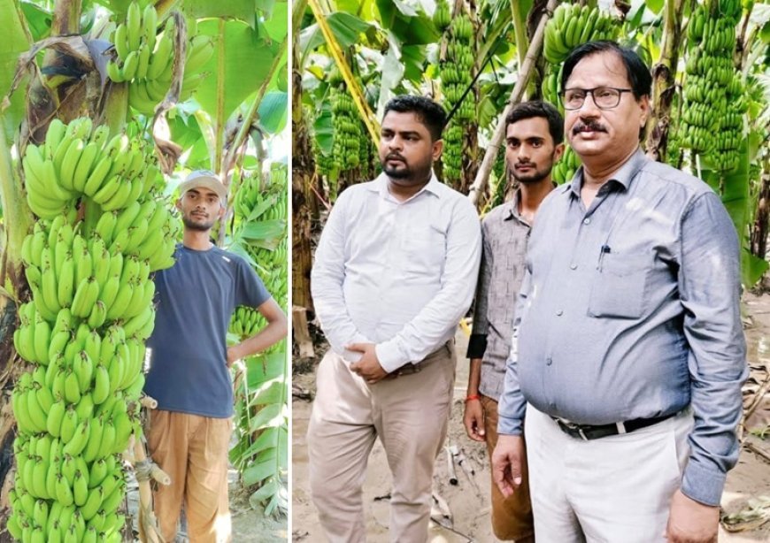 Agriculture News:  केले की खेती से भगवती प्रसाद ने लिखी सफलता की कहानी, 2.50 लाख रुपये की आय
