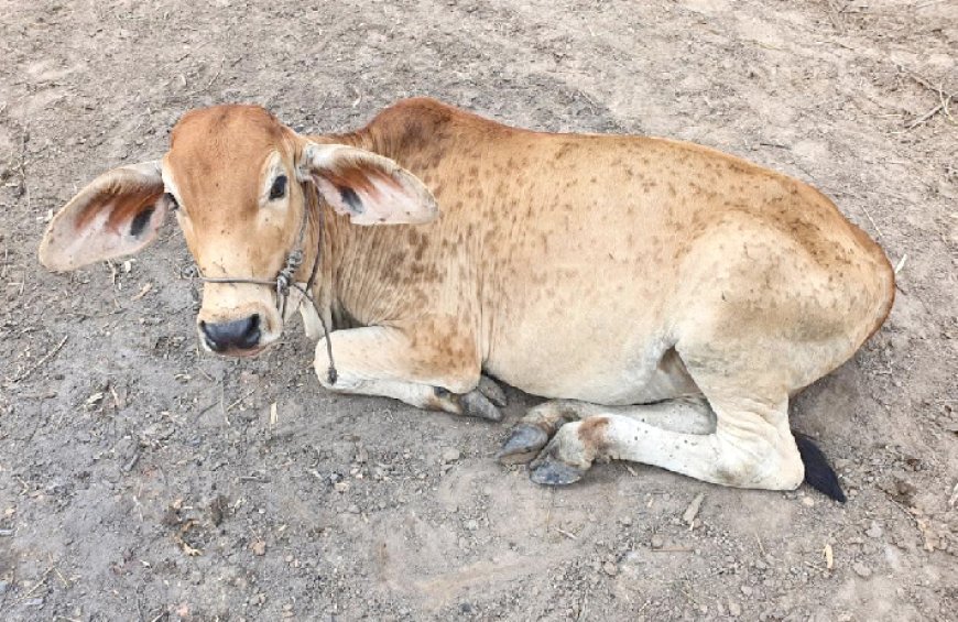 Lumpy Skin Disease: लंपी स्किन डिजीज की रोकथाम को यूपी में तेज हुआ अभियान, 16.08 लाख पशुओं का टीकाकरण