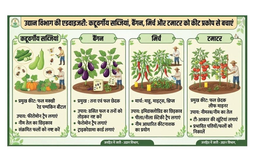 Vegetable Farming: कद्दूवर्गीय सब्जियों, बैंगन, मिर्च और टमाटर को कीट प्रकोप से बचाने के लिए उद्यान विभाग की एडवाइजरी