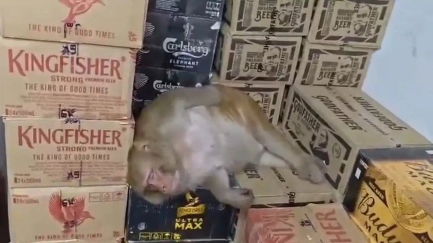 Ranchi Viral Video: शराब की दुकान में घुसी बंदरिया, काउंटर पर बैठकर करने लगी ऐसा काम; देखकर दंग रह गए लोग