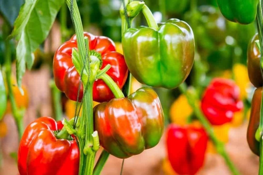 Meerut Agri Business in UPITS: पॉलीहाउस की शिमला मिर्च से शहद तक, यूपी इंटरनेशनल ट्रेड शो में चमका मेरठ का कृषि कारोबार