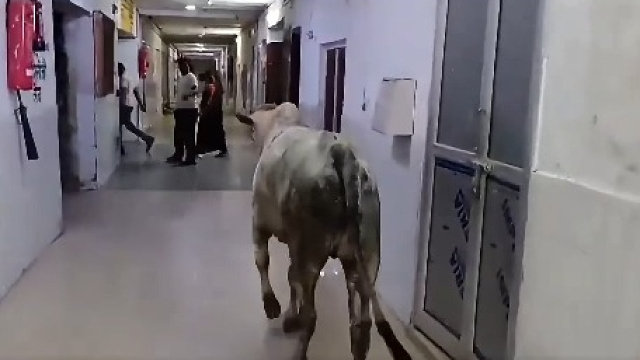 UP Politics - अस्पताल परिसर में मवेशी दिखने पर अखिलेश यादव का तंज, स्वास्थ्य मंत्री को दी औचक निरीक्षण की सलाह