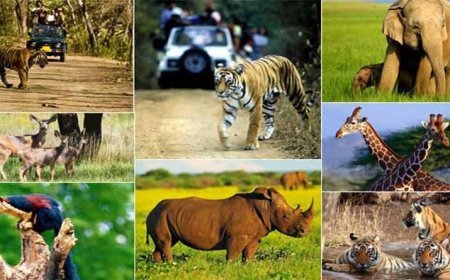 यूपी में वन्यजीव सप्ताह का आगाज: 12 वर्ष तक के बच्चों को चिड़ियाघरों में मुफ्त प्रवेश, होंगे कई रोचक मुकाबले
