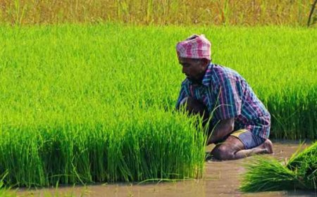 यूपी में चक्रवात और बाढ़ से प्रभावित फसलों का होगा डिजिटल सर्वे: योगी सरकार का निर्देश, किसानों को जल्द मिलेगा मुआवजा