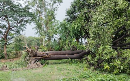 आंधी-तूफान से गिरे पेड़ों के निस्तारण में किसानों को राहत, योगी सरकार तुरंत जारी करेगी ट्रांजिट परमिट