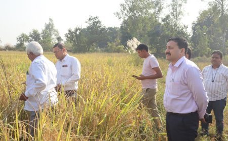 Hardoi News: हरदोई में DM राहुल पाण्डेय की मौजूदगी में धान की क्रॉप कटिंग संपन्न, उपज का किया गया आकलन