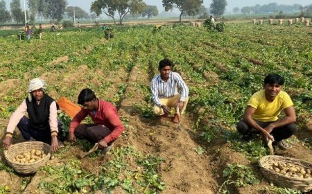 यूपी में कृषि विकास को मिली रफ्तार, सरकार ने जारी किए 268.47 करोड़ रुपये, आधुनिक तकनीक और बीज गुणवत्ता पर जोर