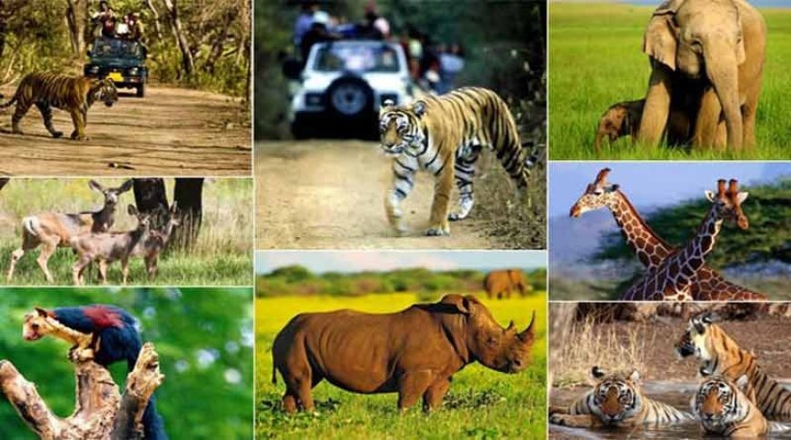 यूपी में वन्यजीव सप्ताह का आगाज: 12 वर्ष तक के बच्चों को चिड़ियाघरों में मुफ्त प्रवेश, होंगे कई रोचक मुकाबले