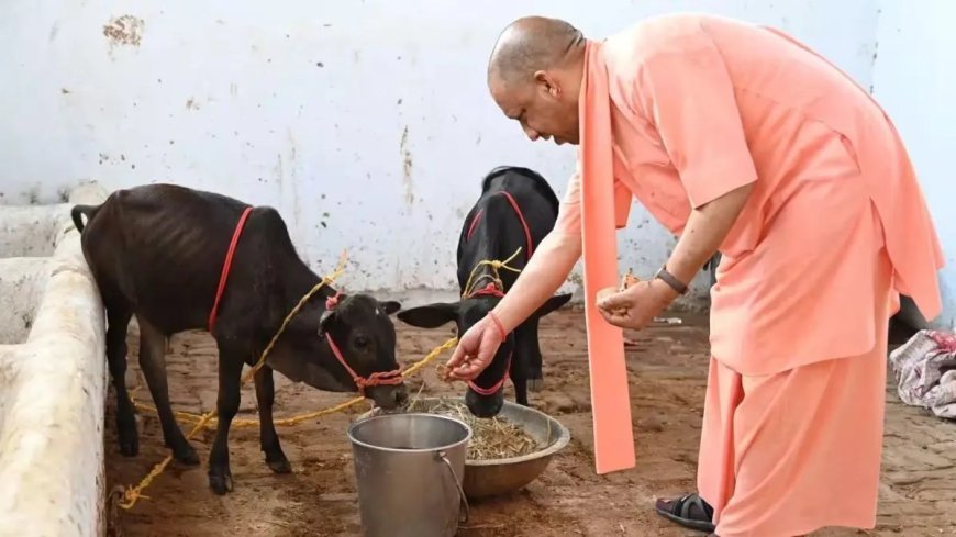 उत्तर प्रदेश के सभी 75 जिलों में खुलेंगे पंचगव्य आउटलेट: गो आधारित उत्पादों को मिलेगा बढ़ावा और बढ़ेंगे रोजगार के अवसर
