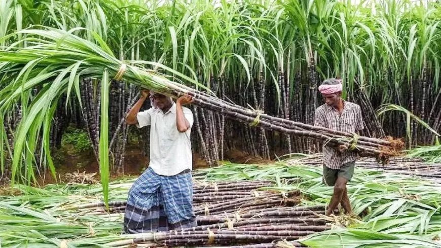 लखनऊ में सस्ती चीनी की सौगात: गन्ना किसान संस्थान में 52 रुपये किलो मिलेगा मीठा, जानिए सभी पैकेटों के दाम