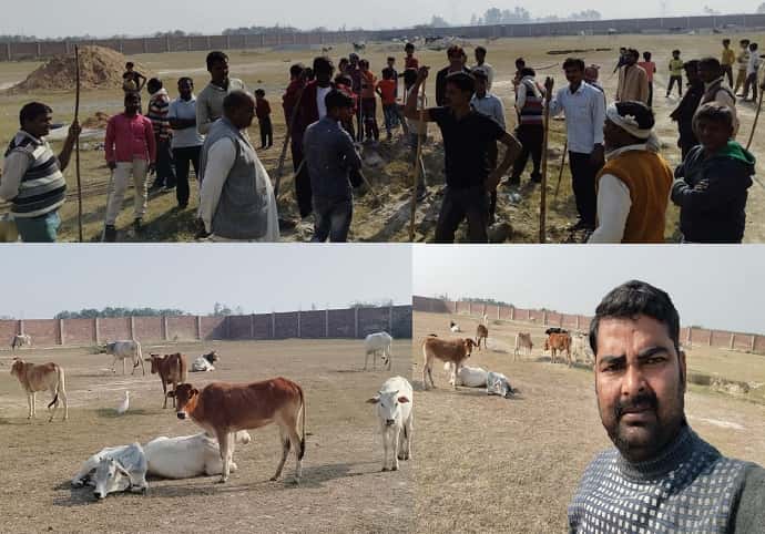 Hardoi News Anger among farmers regarding cow progeny, hundreds of cow progeny were caught by farmer activists.