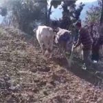 farmers-are-facing-huge-losses-due-to-lack-of-rain-in-mussoorie-and-surrounding-areas
